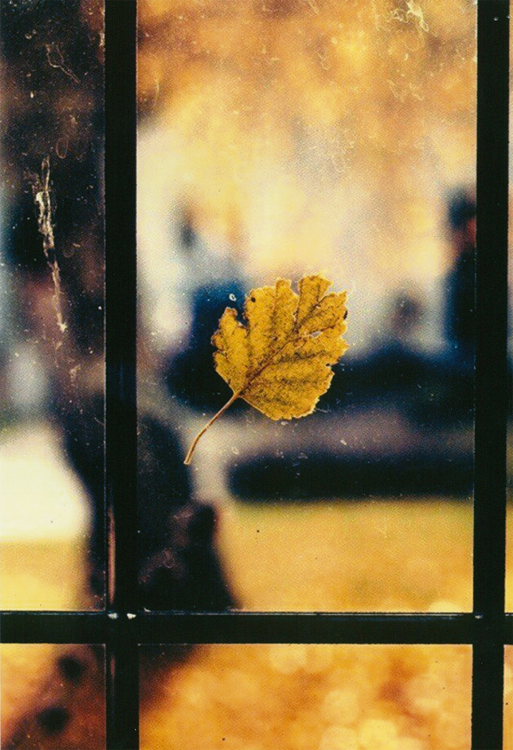 Лист на окне осень